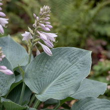 Load image into Gallery viewer, OpenPlantData Hosta Blue Angel

