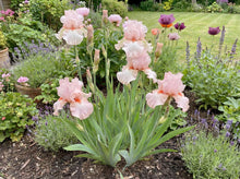 Load image into Gallery viewer, OpenPlantData Iris Lenora Pearl
