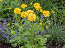 Load image into Gallery viewer, OpenPlantData Rudbeckia laciniata Goldquelle
