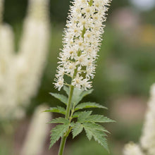 Load image into Gallery viewer, OpenPlantData Actaea racemosa
