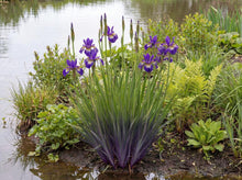 Load image into Gallery viewer, OpenPlantData Iris Gerald Darby
