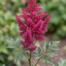 Load image into Gallery viewer, OpenPlantData Astilbe chinensis Hot Pearls
