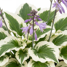 Load image into Gallery viewer, OpenPlantData Hosta Patriot
