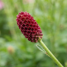 Load image into Gallery viewer, OpenPlantData Sanguisorba officinalis Red Thunder
