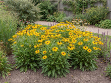 Load image into Gallery viewer, OpenPlantData Rudbeckia American Gold Rush
