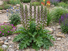Load image into Gallery viewer, OpenPlantData Acanthus Mornings Candle
