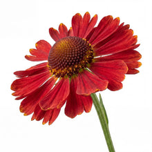 Load image into Gallery viewer, OpenPlantData Helenium autumnale Salsa
