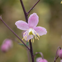Load image into Gallery viewer, OpenPlantData Thalictrum delavayi
