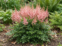 Load image into Gallery viewer, OpenPlantData Astilbe Verssalmon
