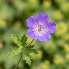 Load image into Gallery viewer, OpenPlantData Geranium Rozanne
