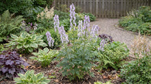 Load image into Gallery viewer, OpenPlantData Aconitum cammarum Bicolor
