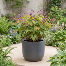 Load image into Gallery viewer, OpenPlantData Epimedium grandiflorum Red Beauty
