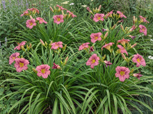Load image into Gallery viewer, OpenPlantData Hemerocallis Summer Wine
