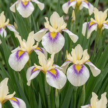 Load image into Gallery viewer, OpenPlantData Iris Pseudata Cat's Eye
