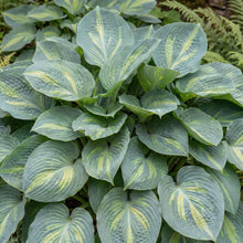 Load image into Gallery viewer, OpenPlantData Hosta Dream Queen
