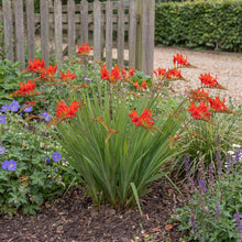 Load image into Gallery viewer, OpenPlantData Crocosmia crocosmiiflora Red King
