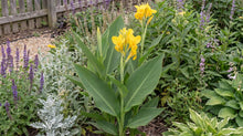 Load image into Gallery viewer, OpenPlantData Canna Richard Wallace
