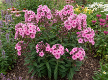Load image into Gallery viewer, OpenPlantData Phlox Larissa
