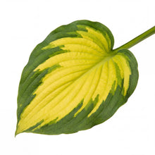 Load image into Gallery viewer, OpenPlantData Hosta Forbidden Fruit
