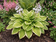 Load image into Gallery viewer, OpenPlantData Hosta Fragrant Bouquet
