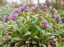 Load image into Gallery viewer, OpenPlantData Pulmonaria Rubra Mrs Moon
