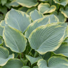 Load image into Gallery viewer, OpenPlantData Hosta Earth Angel
