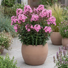 Load image into Gallery viewer, OpenPlantData Phlox Larissa
