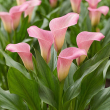 Load image into Gallery viewer, OpenPlantData Calla Strawberry Blush

