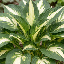 Load image into Gallery viewer, OpenPlantData Hosta Night Before Christmas
