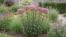 Load image into Gallery viewer, OpenPlantData Eupatorium Maculatum Gateway
