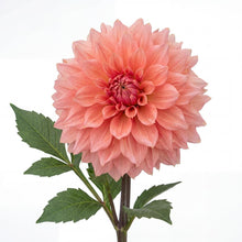 Load image into Gallery viewer, OpenPlantData Dahlia Ottos Thrill
