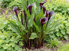 Load image into Gallery viewer, OpenPlantData Calla Arabian Night
