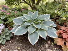 Load image into Gallery viewer, OpenPlantData Hosta Tardiana Group El Nino
