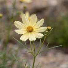 Load image into Gallery viewer, OpenPlantData Coreopsis Moonbeam
