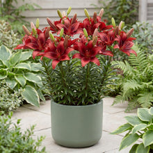 Load image into Gallery viewer, OpenPlantData Lilium Salinero
