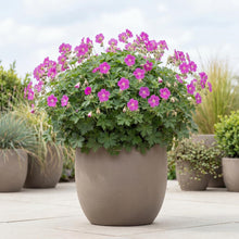 Load image into Gallery viewer, OpenPlantData Geranium Max Frei
