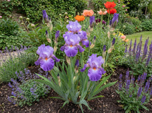 Load image into Gallery viewer, OpenPlantData Iris Cubs Win It
