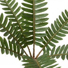 Load image into Gallery viewer, OpenPlantData Polystichum Acrostichoides
