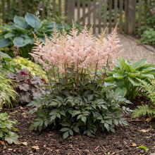 Load image into Gallery viewer, OpenPlantData Astilbe Chinensis Cookie Monsters Favourite

