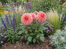 Load image into Gallery viewer, OpenPlantData Dahlia Ottos Thrill
