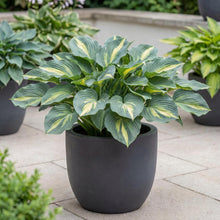Load image into Gallery viewer, OpenPlantData Hosta Touch of Class

