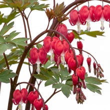 Load image into Gallery viewer, OpenPlantData Lamprocapnos Spectabilis Valentine
