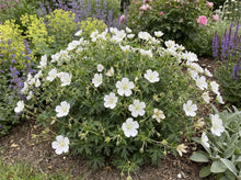 Load image into Gallery viewer, OpenPlantData Geranium Album
