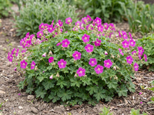 Load image into Gallery viewer, OpenPlantData Geranium Max Frei

