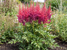 Load image into Gallery viewer, OpenPlantData Astilbe Montgomery
