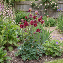 Load image into Gallery viewer, OpenPlantData Aquilegia vulgaris var. stellata Ruby Port
