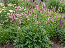 Load image into Gallery viewer, OpenPlantData Sanguisorba officinalis Pink Tanna
