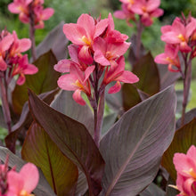 Load image into Gallery viewer, OpenPlantData Canna Pink Futurity
