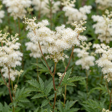 Load image into Gallery viewer, OpenPlantData Filipendula Plena
