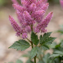 Load image into Gallery viewer, OpenPlantData Astilbe chinensis var. pumila
